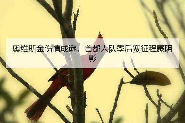 奥维斯金伤情成谜，首都人队季后赛征程蒙阴影